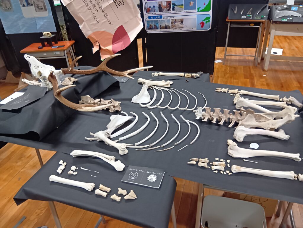 麻布学園 骨格標本1