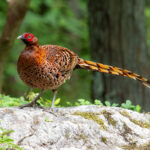 2025東京都狩猟解禁